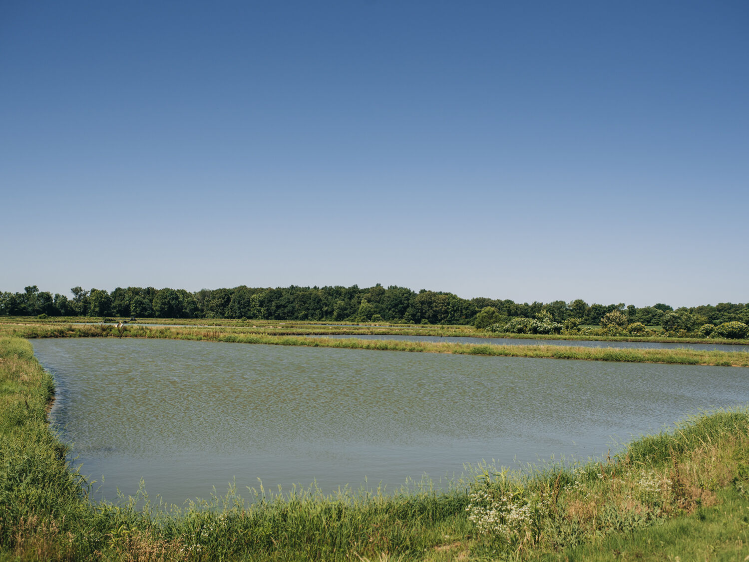 Flowers Fish Farm Catfish Pond